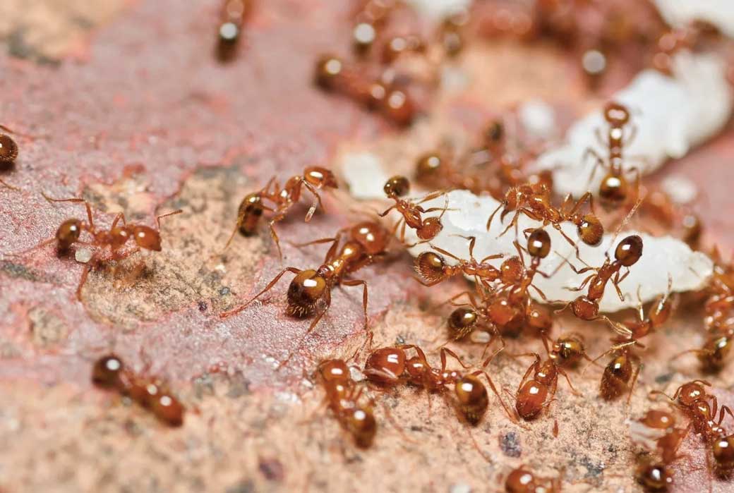 уничтожение муравьев в квартире Уссурийск