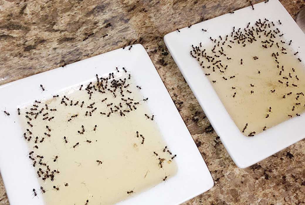 борьба с домашними муравьями в квартире
