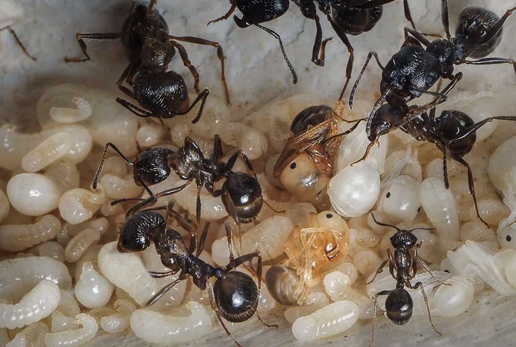 черные муравьи – способы борьбы