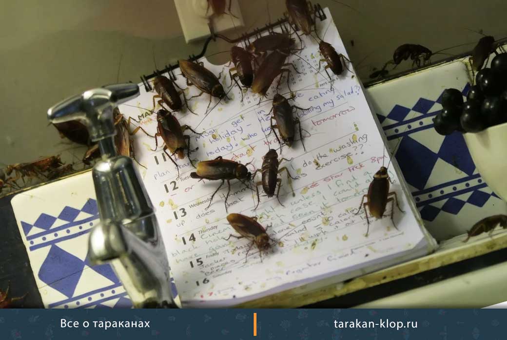 Уничтожение тараканов Петрозаводск